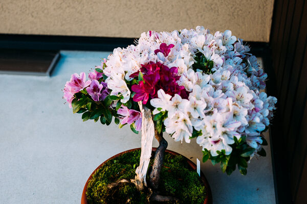 工房の花